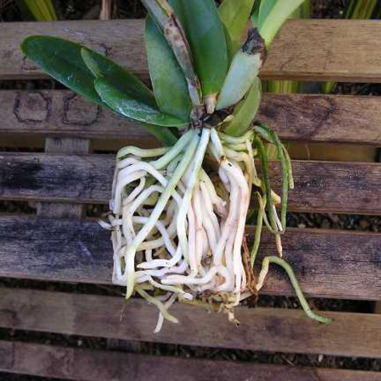 Growing Orchids in Napa Napa Valley, CA Patch