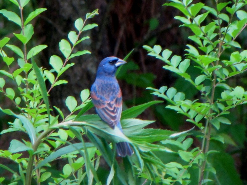 Birds of Bartow County Indigo Buntings and Blue Grosbeaks Cartersville, GA Patch