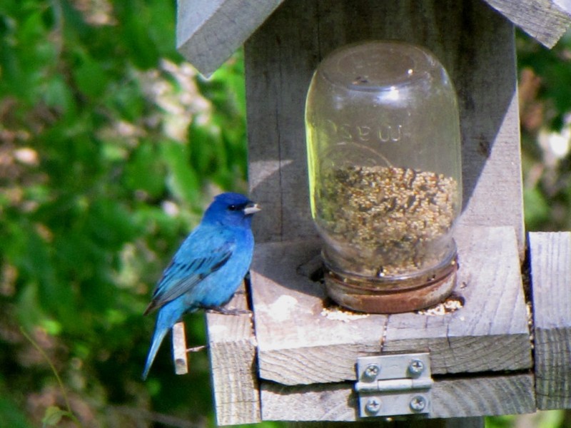 birds-of-bartow-county-indigo-buntings-and-blue-grosbeaks-cartersville-ga-patch