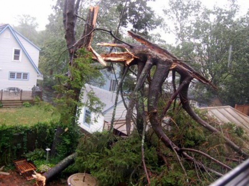 Outages Peaked at 16,000, City Announces Tree Limb PickUp