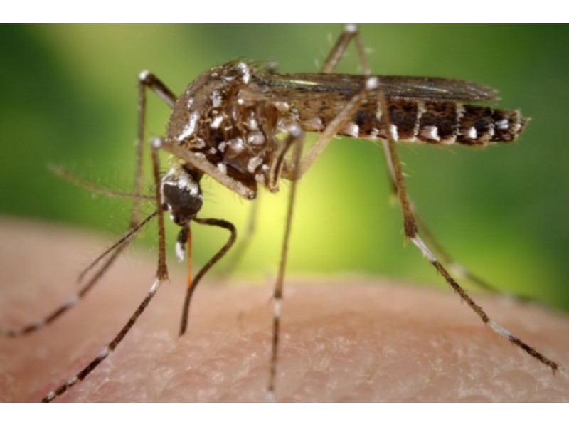 Local officials prepare to meet threat of Zika virus