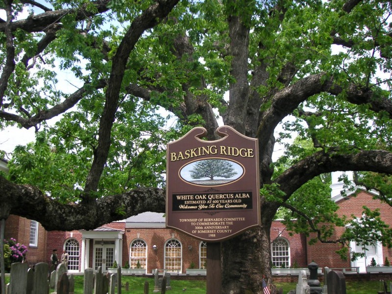 See Which North Jersey Trees Made The State's Historic Registry