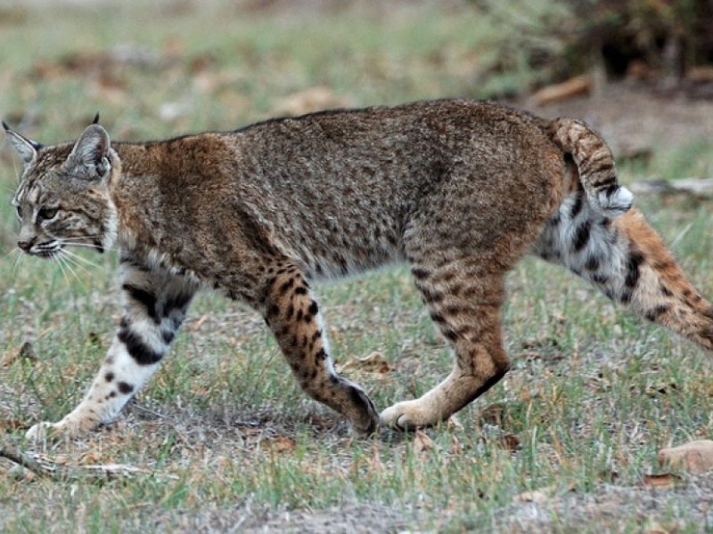 Did a Bobcat Run Through Rochester Hills Back Yard? - Oakland Township