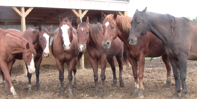 75 Abandoned Quarter Horses in Need of New Homes Before Winter