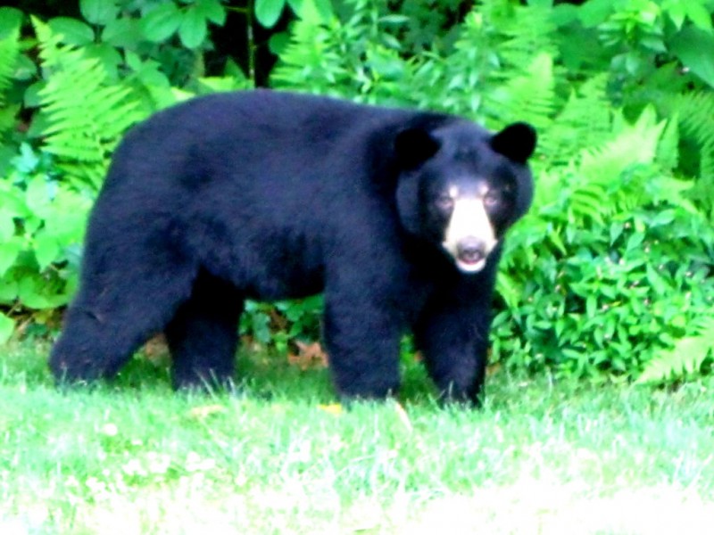 Black Bear Visits Shady Rest Neighborhood Newtown, CT Patch