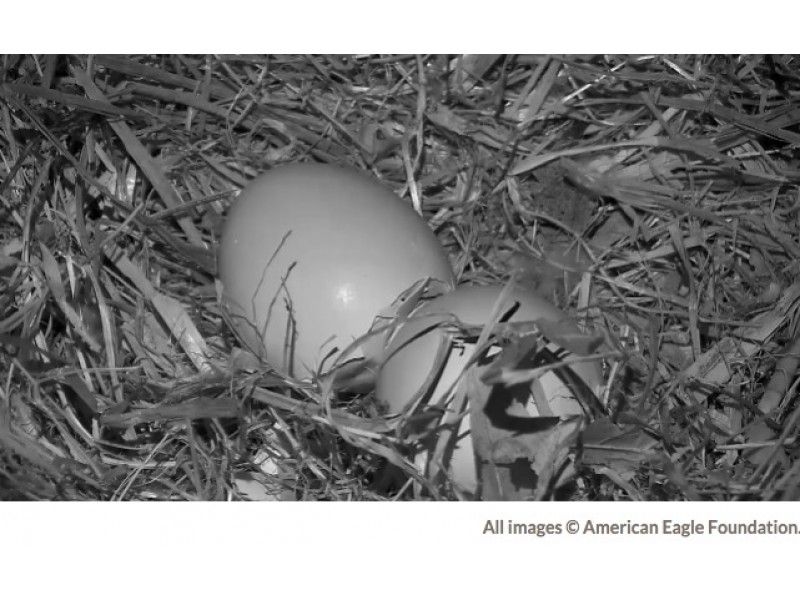 [Watch Live] Washington D.C. Bald Eagle Cam: 2 Eaglets - A New Level of