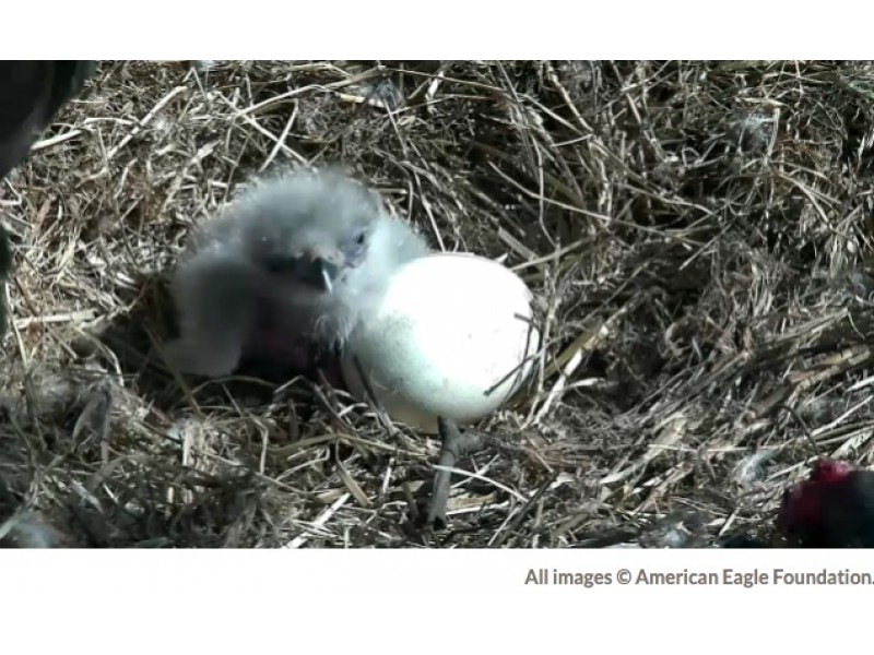 [Watch Live] Washington D.C. Bald Eagle Cam: 2 Eaglets - A New Level of