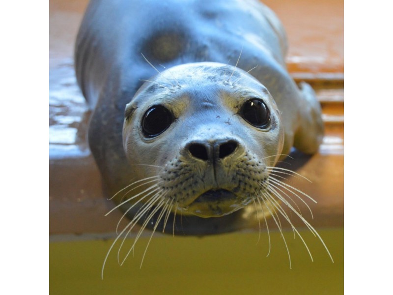 NH's First Rescued Seal to be Released Hampton, NH Patch