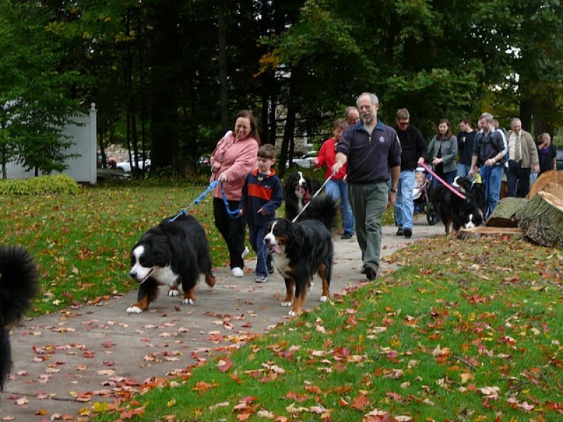 16th Annual Bernese Mountain Dog Parade Ridgefield, CT Patch