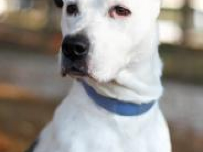 Dog Training Catonsville Md Dog Training Catonsville Md