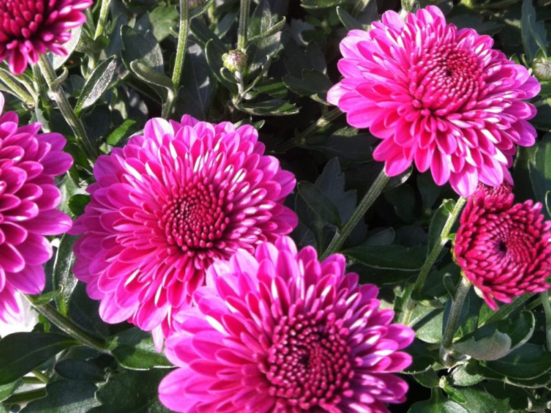  cultivar which, in cold climates, will mean one of the hardy mums