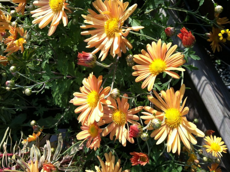  cultivar which, in cold climates, will mean one of the hardy mums