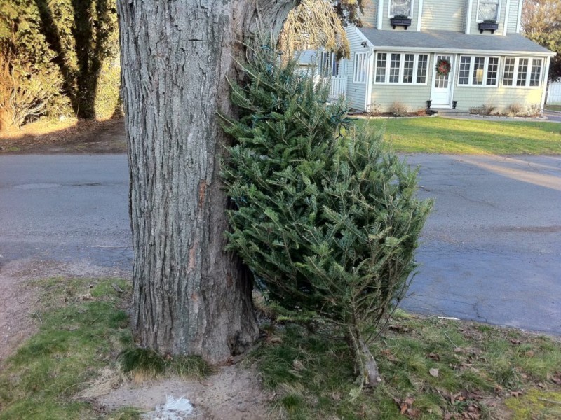 christmas tree recycling in baltimore county patch christmas tree recycling in baltimore county patch