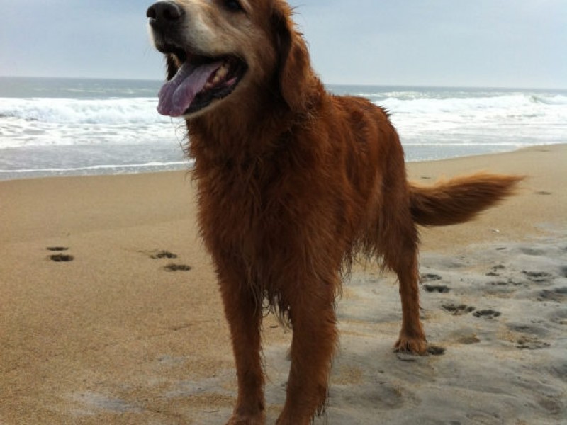 Where and When Are Dogs Allowed On the Beach? Hampton, NH Patch