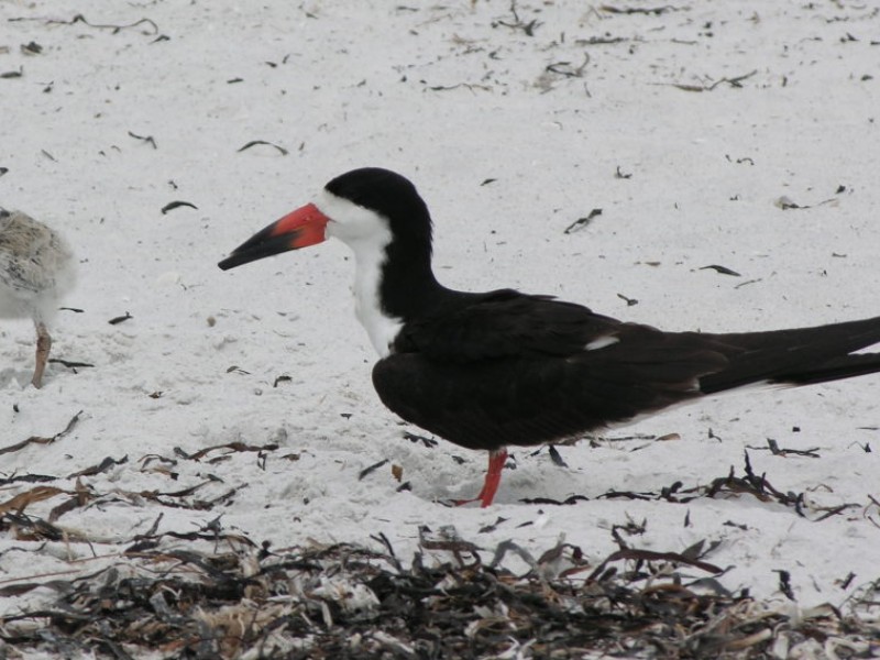 black skimmer nesting season clearwater fl patch black skimmer nesting season clearwater fl patch