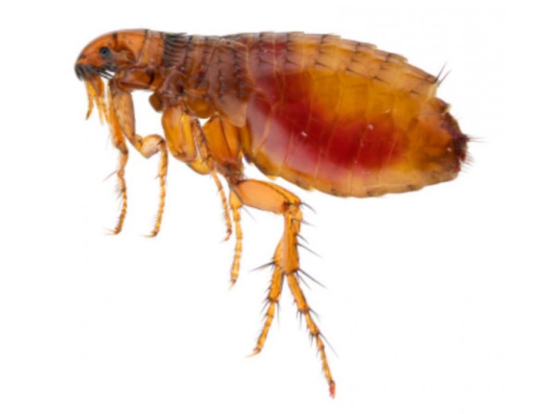 Typhus, Endemic Flea-Borne; Typhus, Murine; Murine Typhus