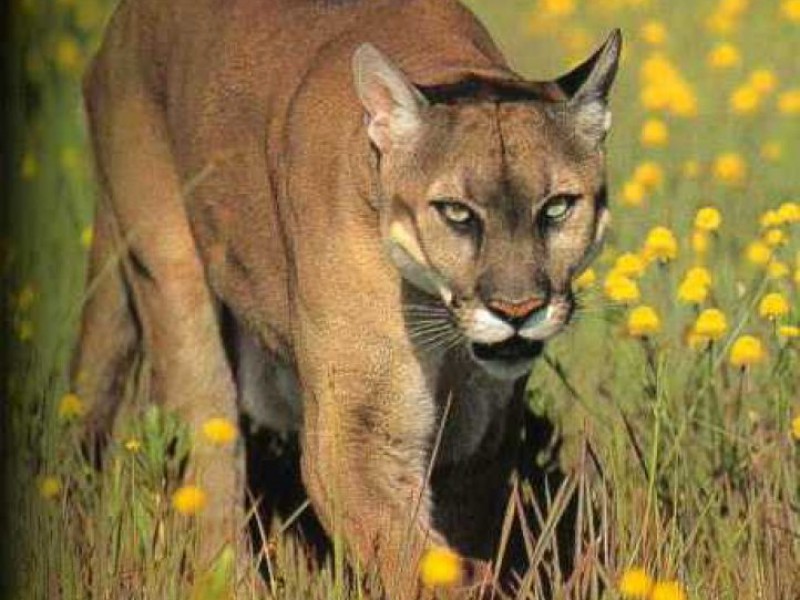 A New Mountain Lion Sighting in Connecticut? East Hampton, CT Patch