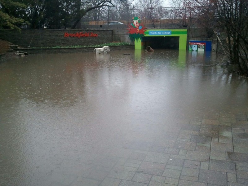 Brookfield Zoo Floods, Closes for Only Third Time in History (Photos
