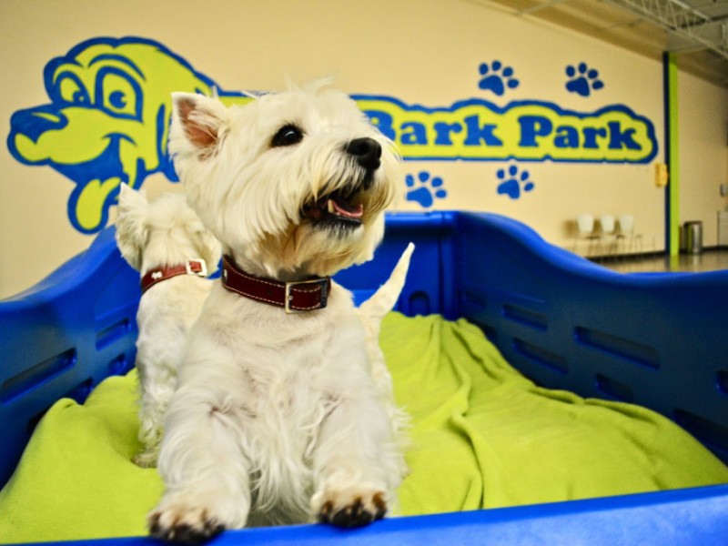 New Indoor Park has Gone to the Dogs - Minnetonka, MN Patch