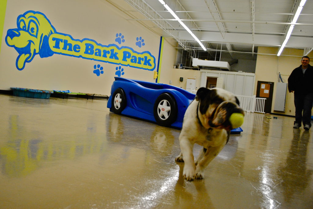 New Indoor Park has Gone to the Dogs | Hopkins, MN Patch