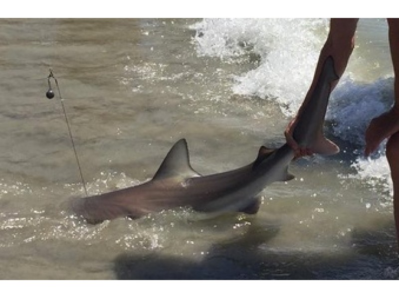 Another Shark Appears On Ocean City Beaches Ocean City, NJ Patch