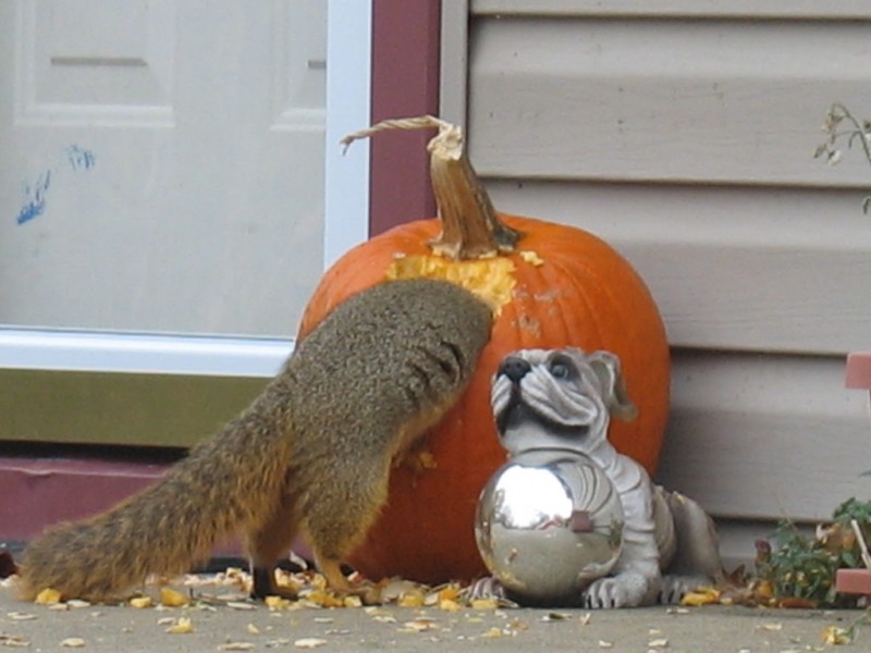 solved-how-to-keep-squirrels-away-from-pumpkins-expert-comment-by