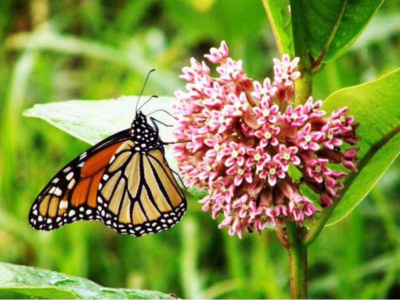 help-plant-monarch-friendly-butterfly-gardens-glen-ellyn-il-patch