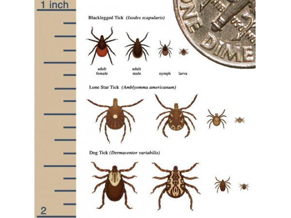 Health Watch: Look Out for Lyme Disease This Summer