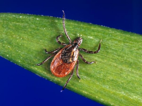 Health Watch: Look Out for Lyme Disease This Summer