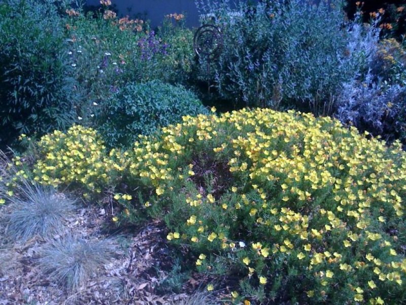 Replace Your Lawn with Native Plants Patch