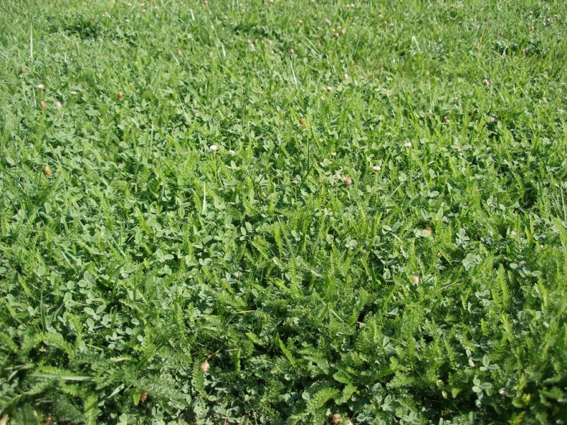 Replace Your Lawn with Native Plants Patch