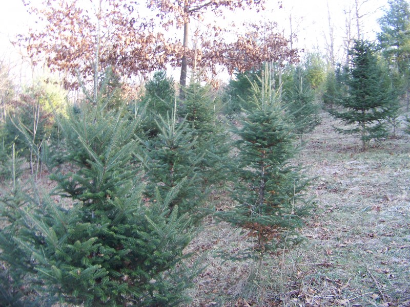 five places to cut your own christmas tree in st louis five places to cut your own christmas tree in st louis