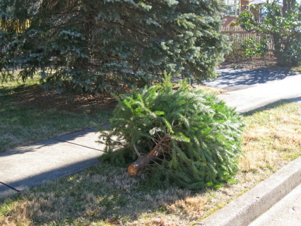 recycle christmas trees at the vinings home depot smyrna recycle christmas trees at the vinings home depot smyrna
