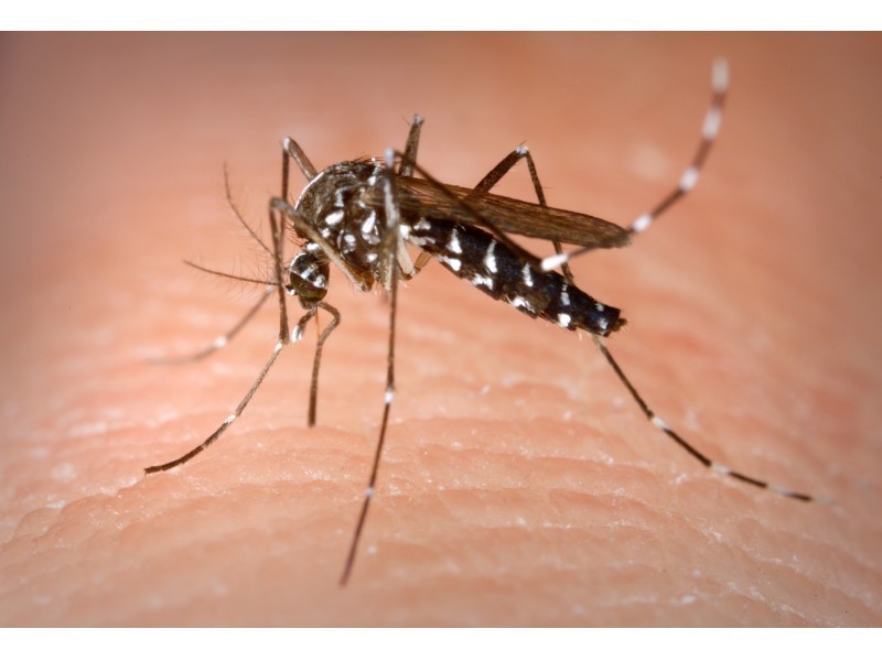 New York Ranks 2nd in Cases of Zika Virus