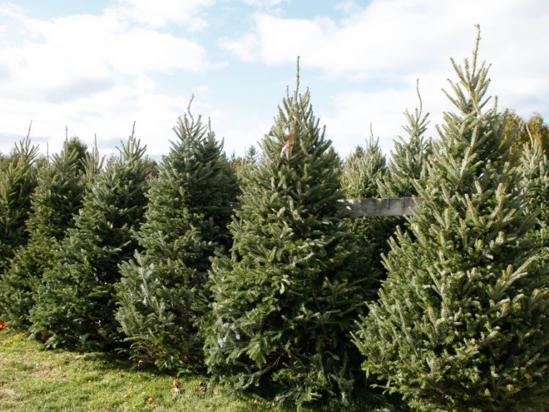 need a christmas tree patch need a christmas tree patch