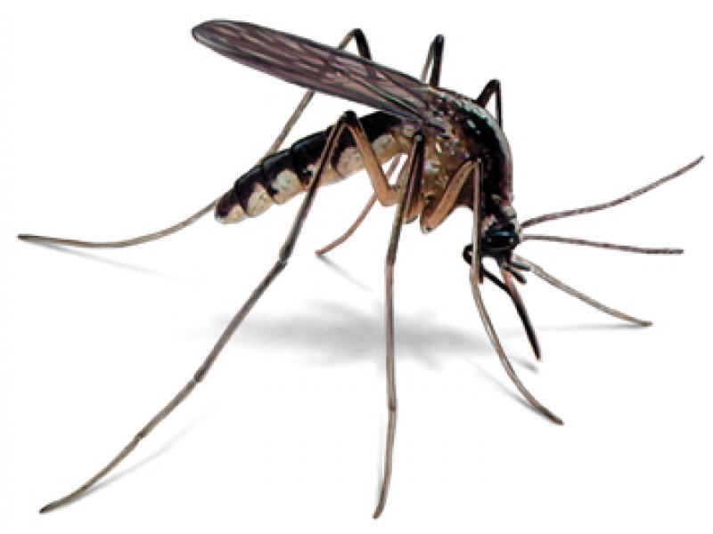 UPDATED: 3 Confirmed Cases of Zika Virus in Massachusetts