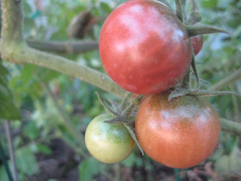 Tomatoes Blight and RecordLow Temperatures CapitolaSoquel