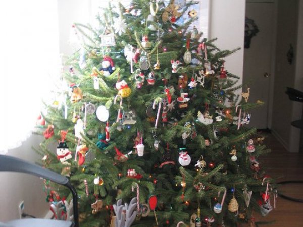 cut your own christmas trees in new haven county cut your own christmas trees in new haven county