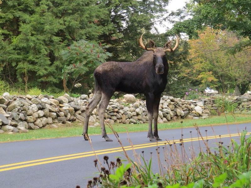 Ever Seen a Moose in Middletown? Middletown, CT Patch