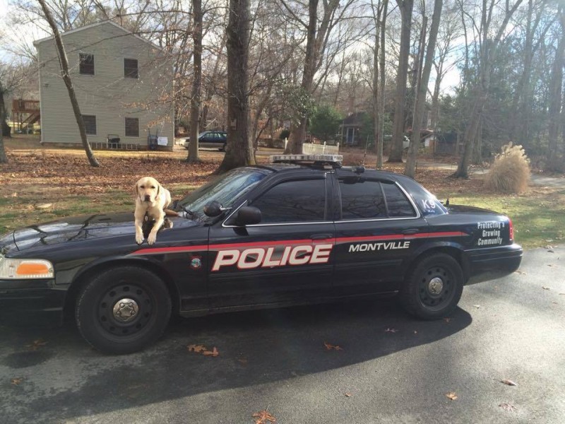Montville's Police K9 Molly Receiving Ballistic Vest Montville, CT Patch