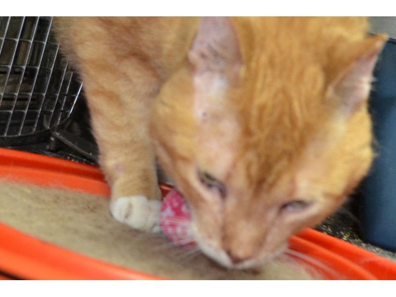 25 Sick Cats and Kittens Need Rescuing, Donations Waterford CT Patch