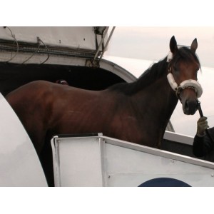 Preakness Winner 2016: Exaggerator Dashes Triple Crown Hopes