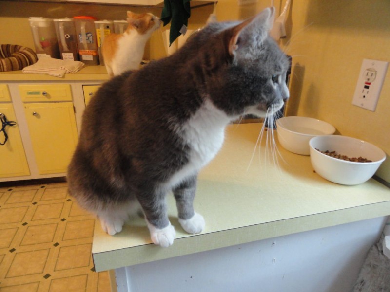 Mary's Kitty Korner Cat of the Week Kenny Patch