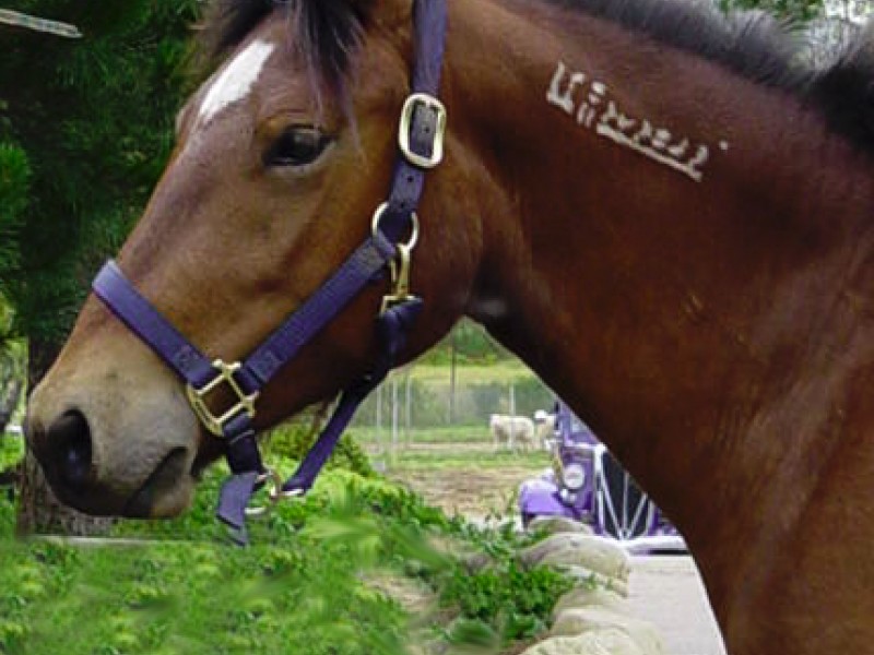 Livestock Branding Is Still Done in this Modern Day Ramona, CA Patch