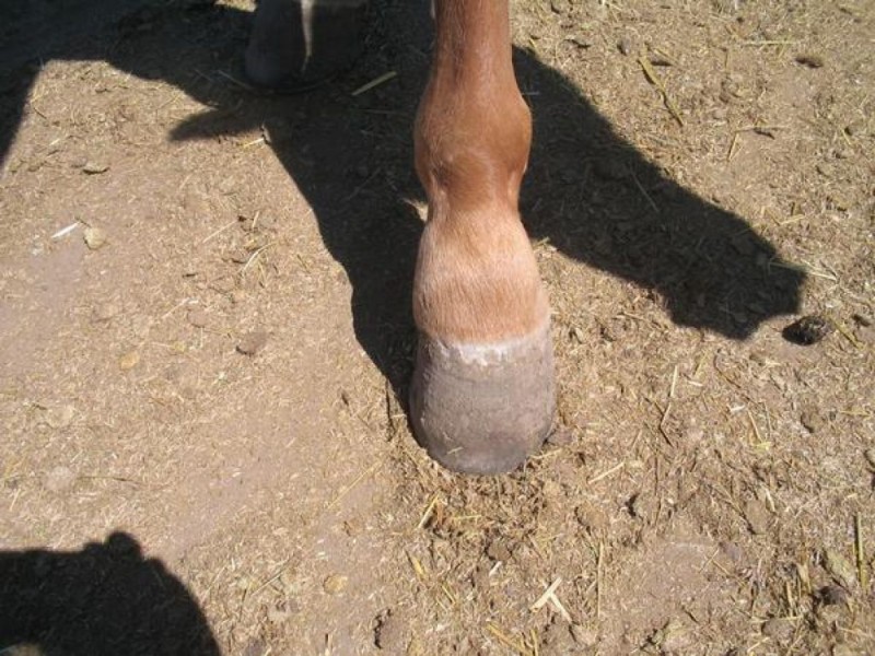 Pain in the Hoof Riding Still Possible After Ringbone Strikes Ramona