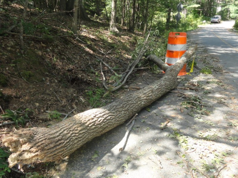 Information On Tree And Branch Disposal Andover Ma Patch 