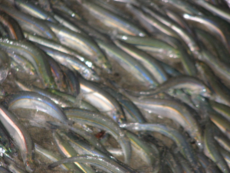 Grunion Runs Are Back Los Alamitos, CA Patch