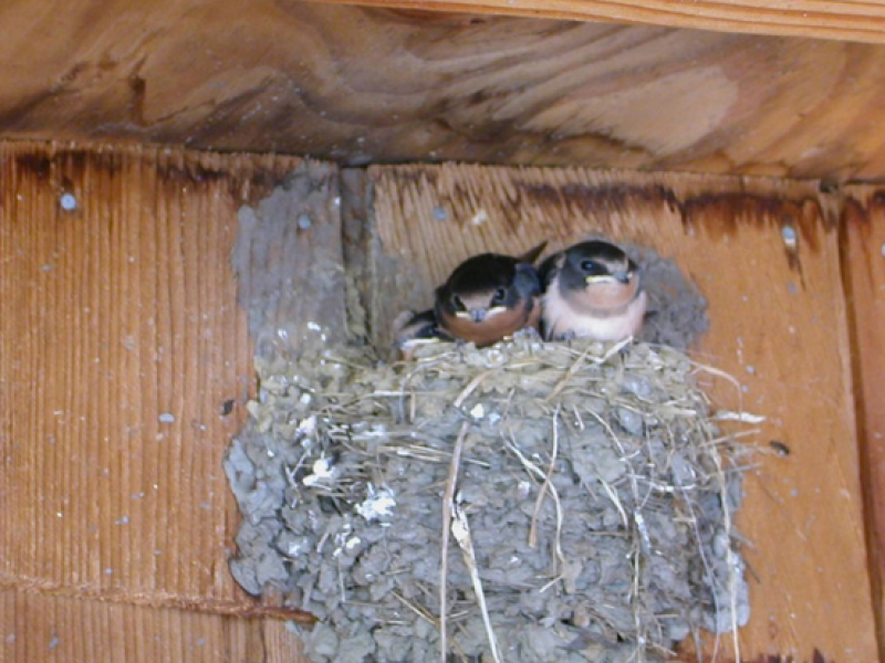 experts to try plaster nests to lure swallows back to san experts to try plaster nests to lure swallows back to san