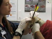 Goose That Survived with Arrow Through Its Neck Dies Following Surgery