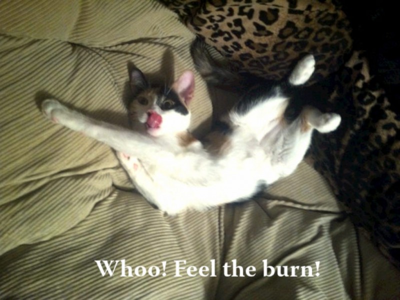 We had several captions submitted for the photo of a cat sticking its ... We had several captions submitted for the photo of a cat sticking its ...